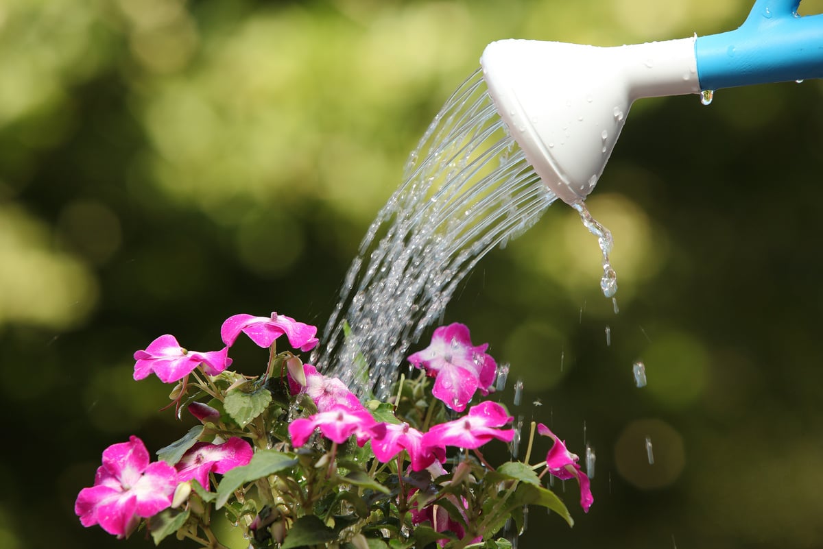 Water can watering a flower plant